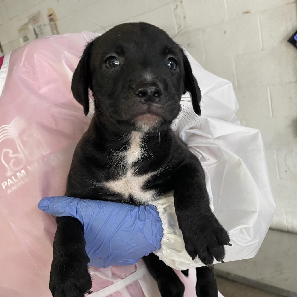 Enlarge Tatum, a Adoptable Black Labrador Retriever in Edinburg, TX image 6/6