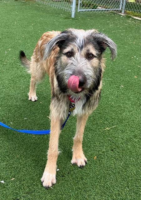 Enlarge KAZI, a Adoptable Shetland Sheepdog / Sheltie in Fruit Heights, UT image 1/1