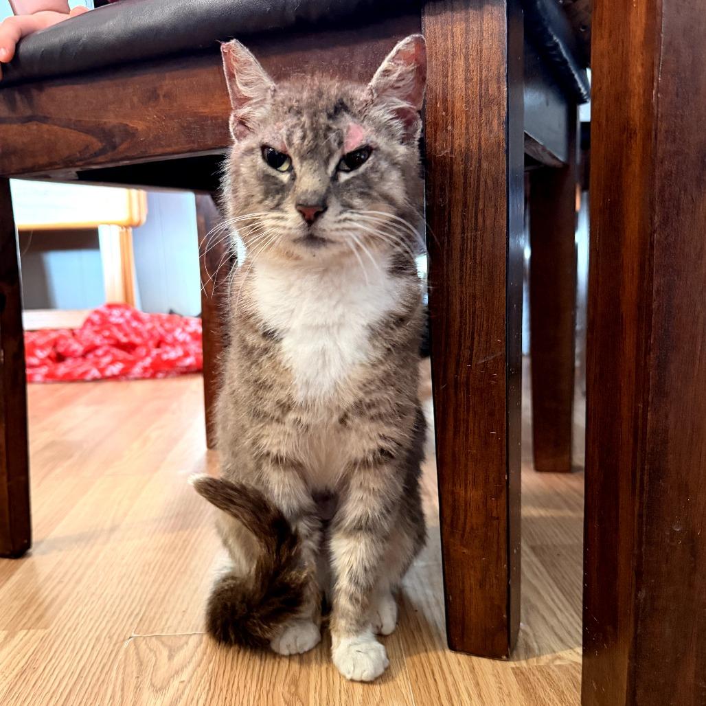 Talulah, Adoptable, Adult Female Domestic Short Hair.