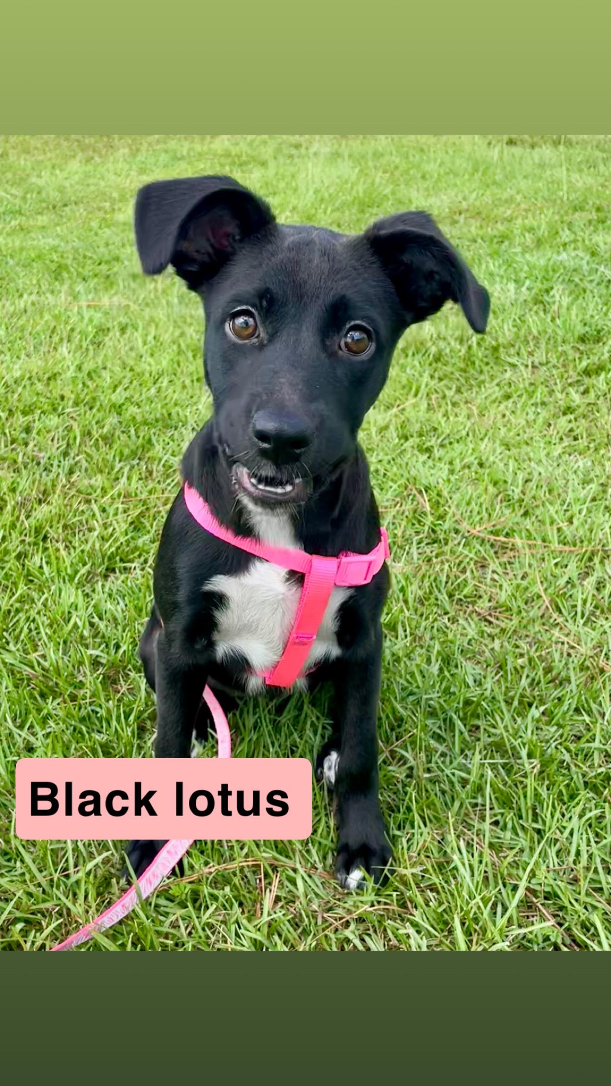 Black Lotus