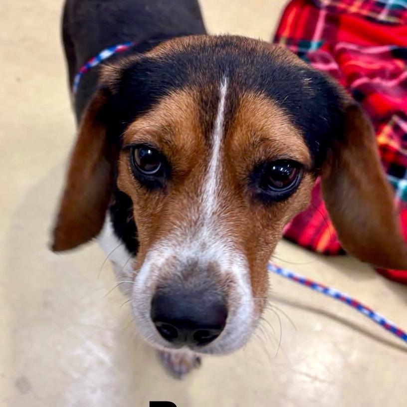 Enlarge Beau very sweet, a Adoptable Beagle in Kokomo, IN image 1/3