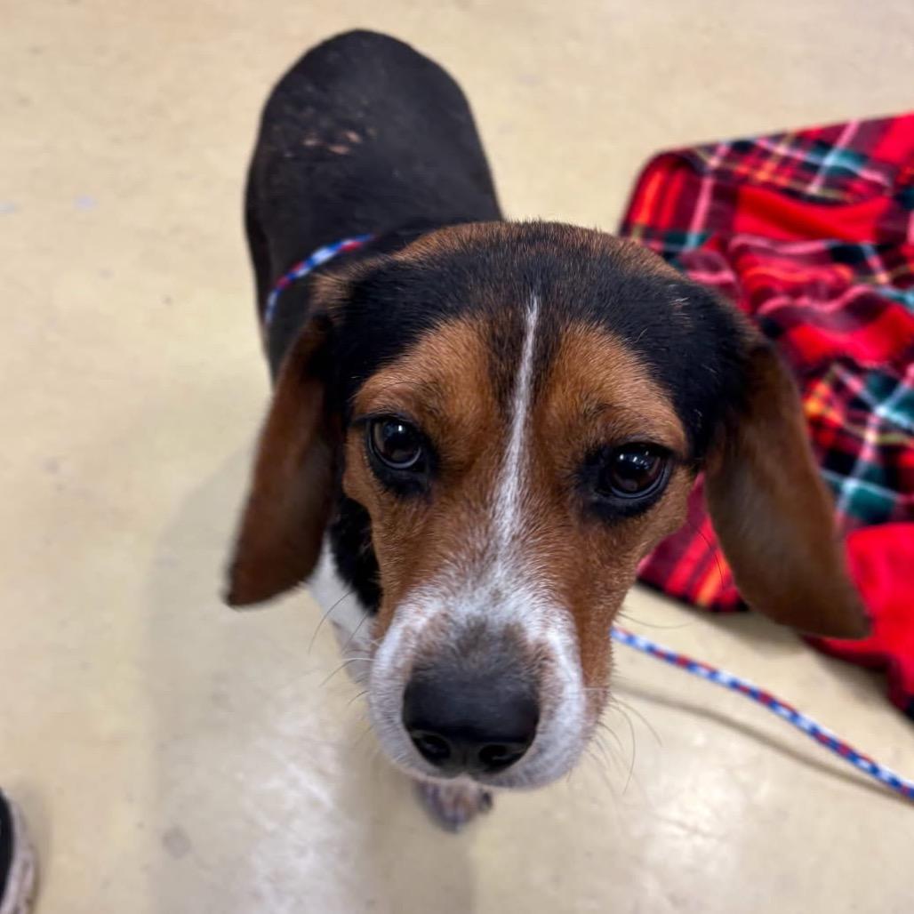 Enlarge Beau very sweet, a Adoptable Beagle in Kokomo, IN image 2/3