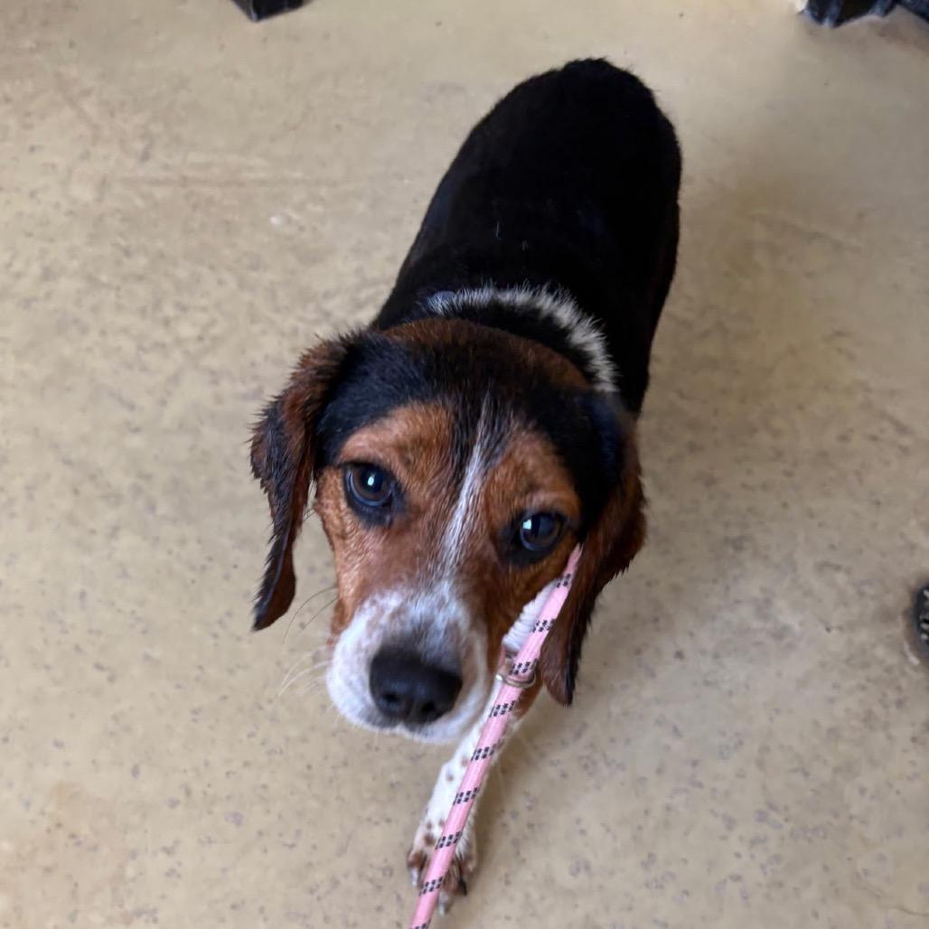 Enlarge Beau very sweet, a Adoptable Beagle in Kokomo, IN image 3/3