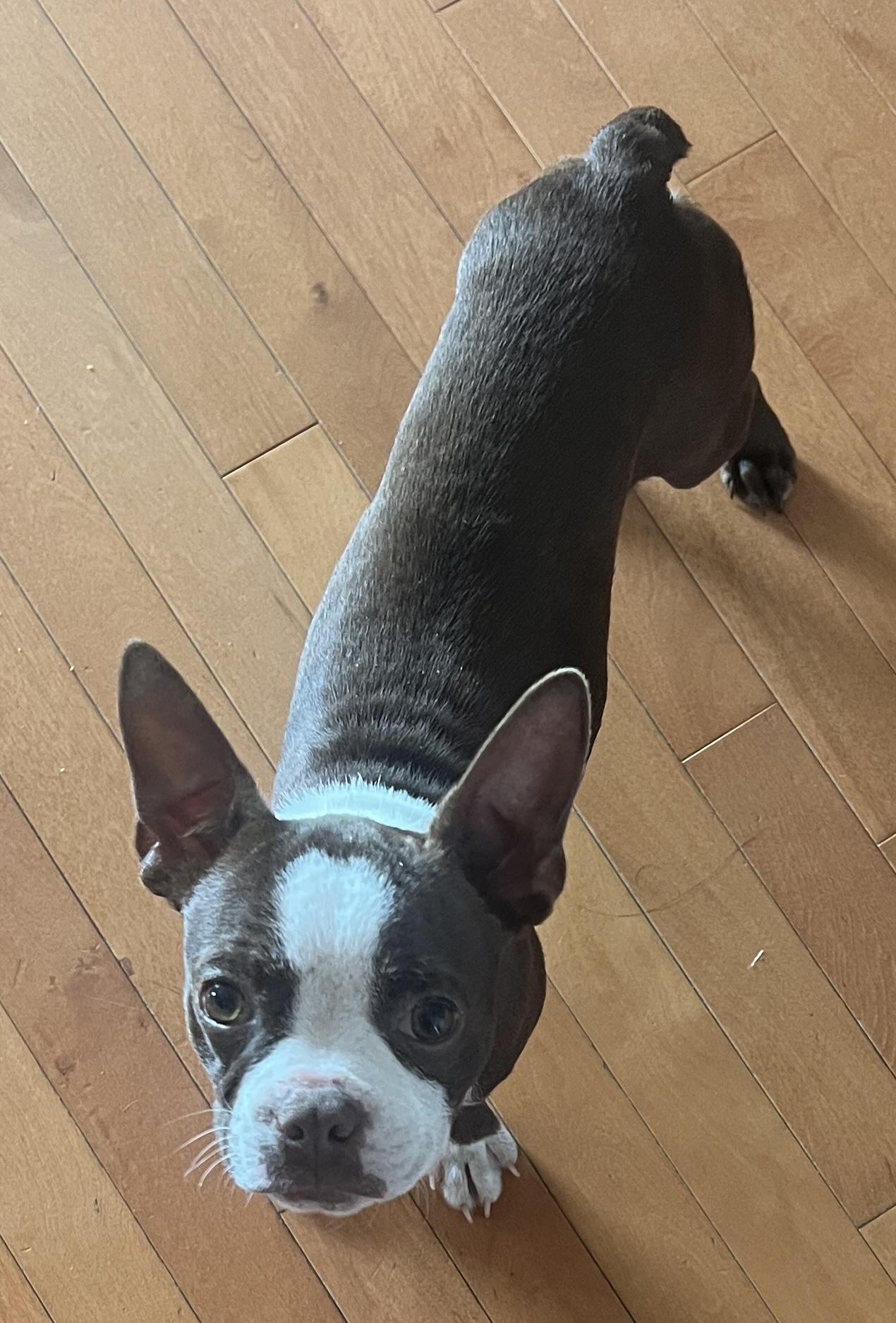 Enlarge Logan, an adopted Boston Terrier in Smithfield, RI image 3/5