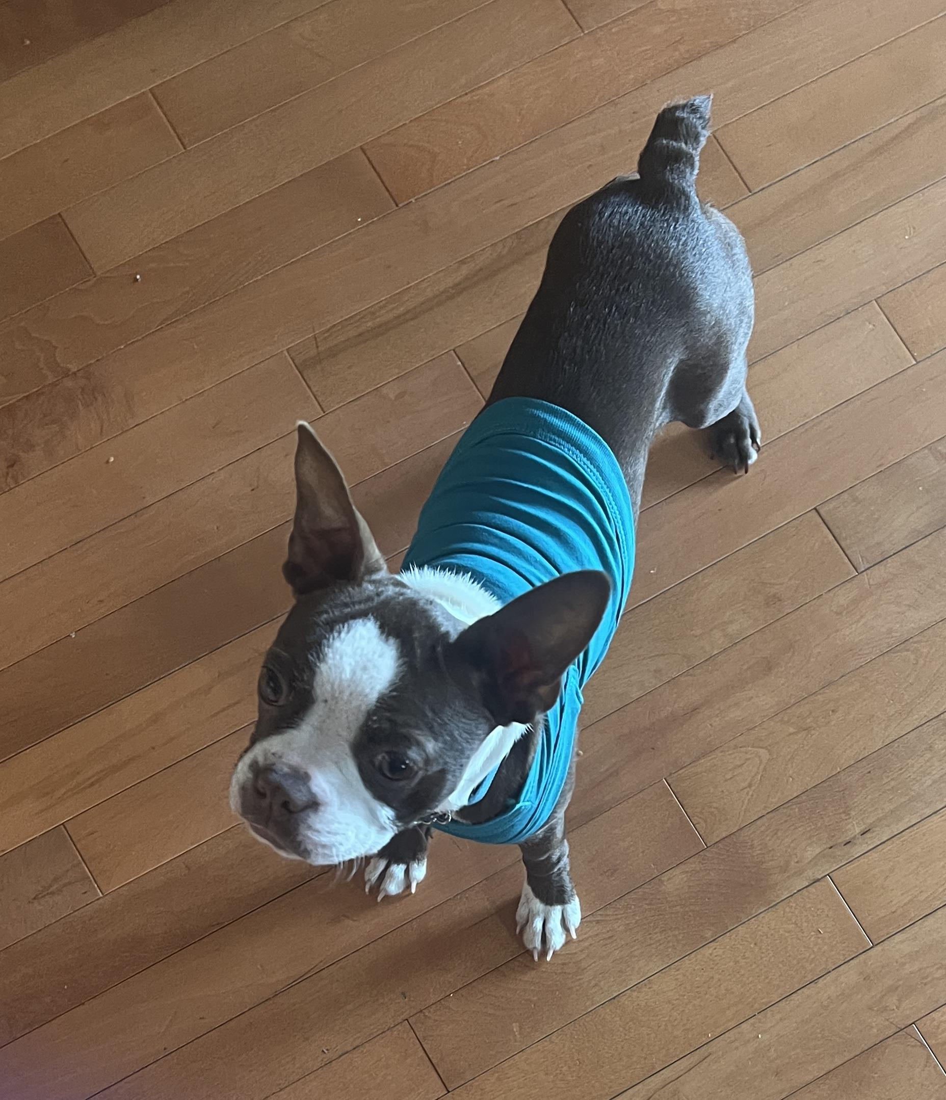 Enlarge Logan, an adopted Boston Terrier in Smithfield, RI image 5/5