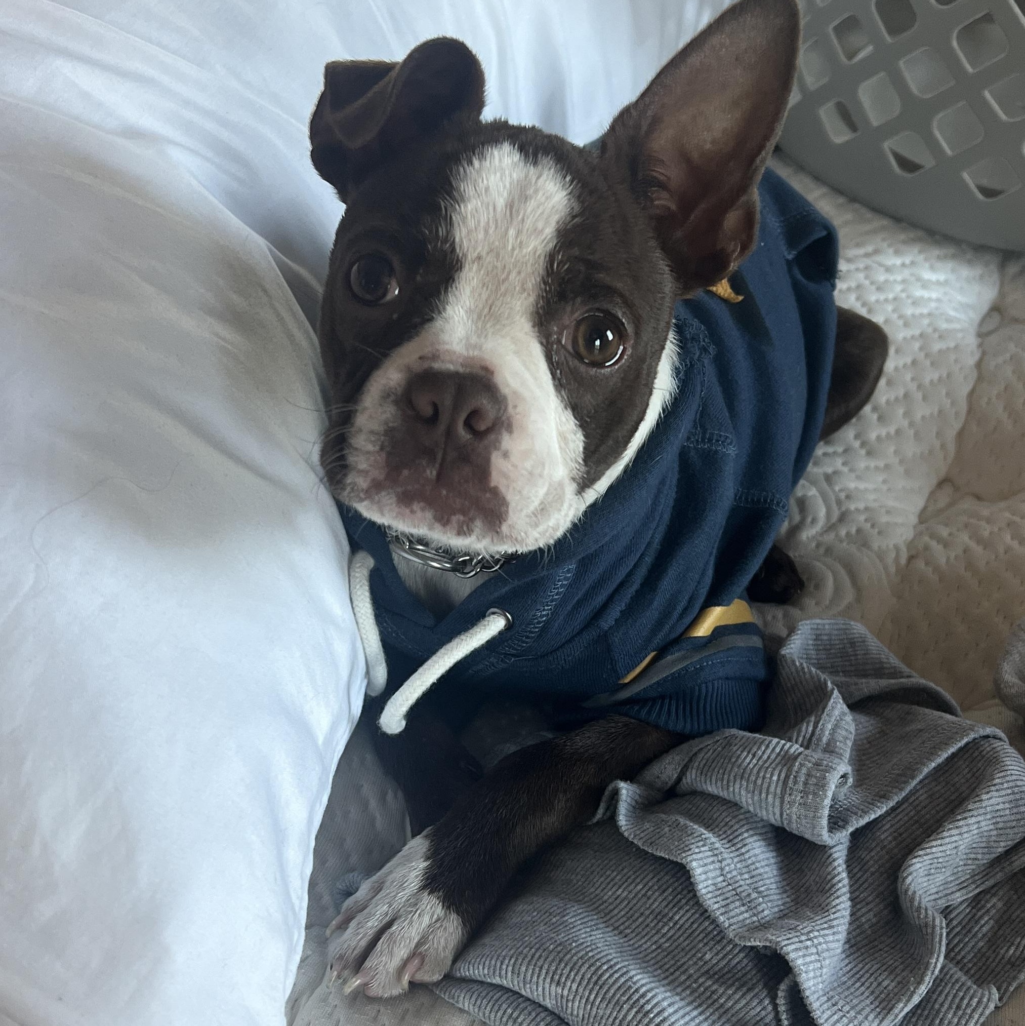 Enlarge Logan, an adopted Boston Terrier in Smithfield, RI image 4/5