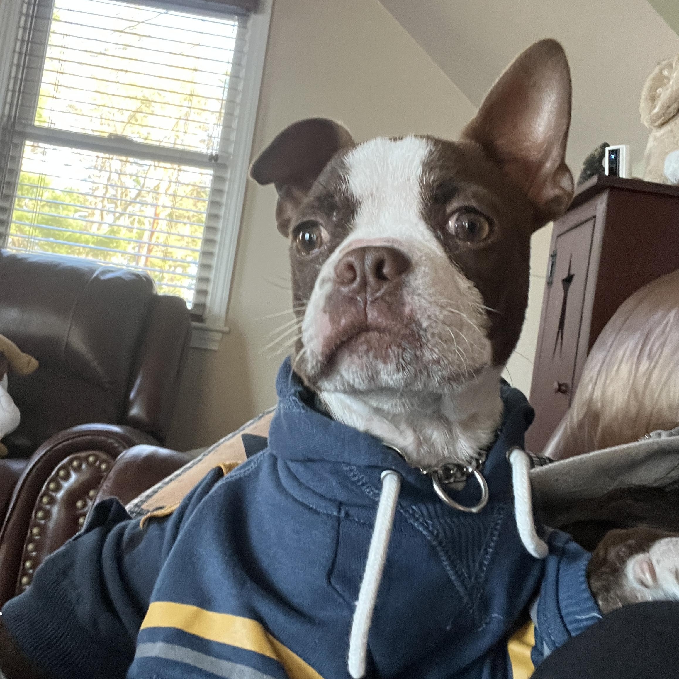 Logan, Adoptable, Puppy Male Boston Terrier.