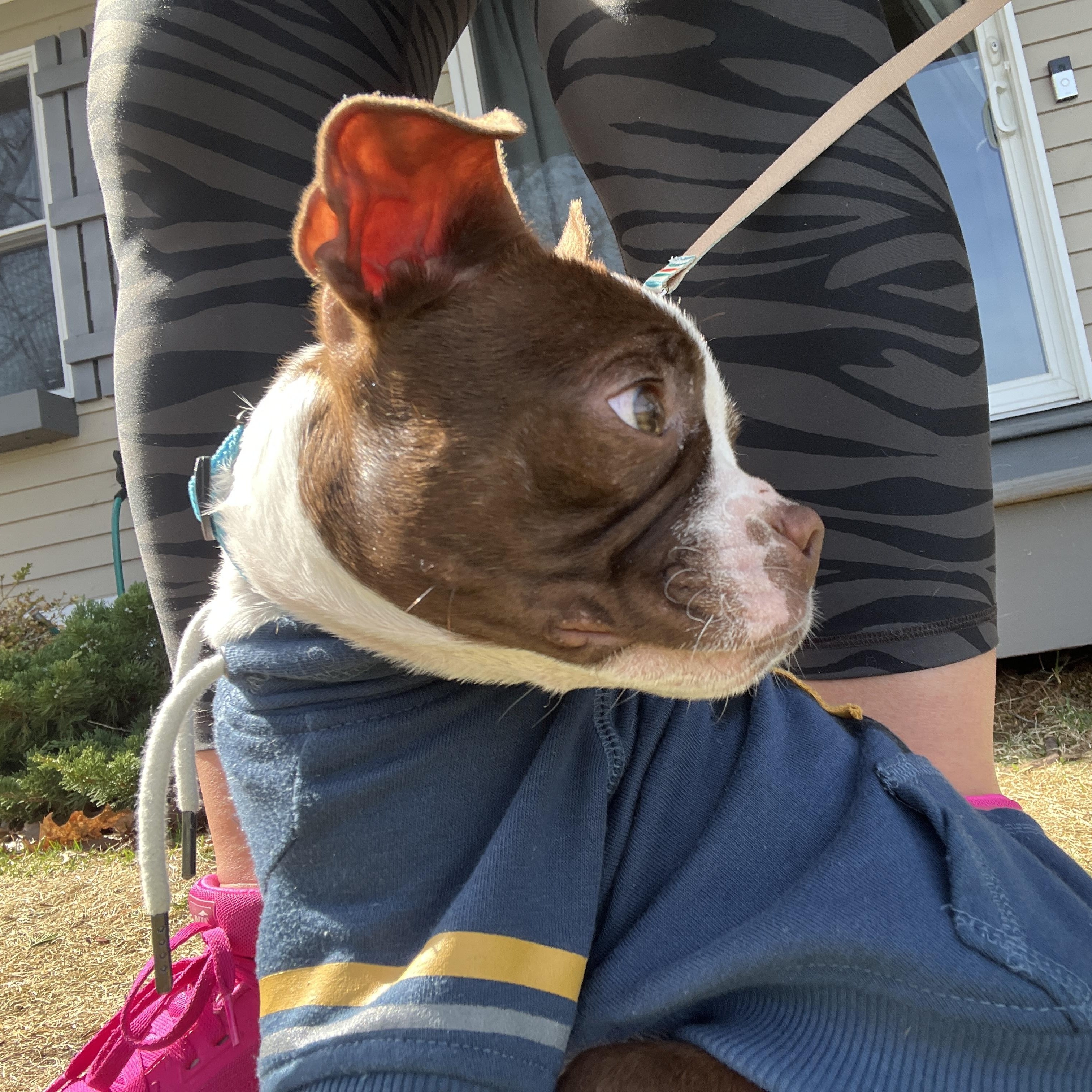 Enlarge Logan, an adopted Boston Terrier in Smithfield, RI image 2/5