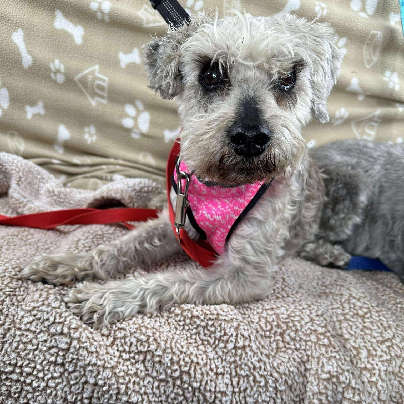 Silas - Sponsor me, Adoptable, Senior Male Miniature Schnauzer.