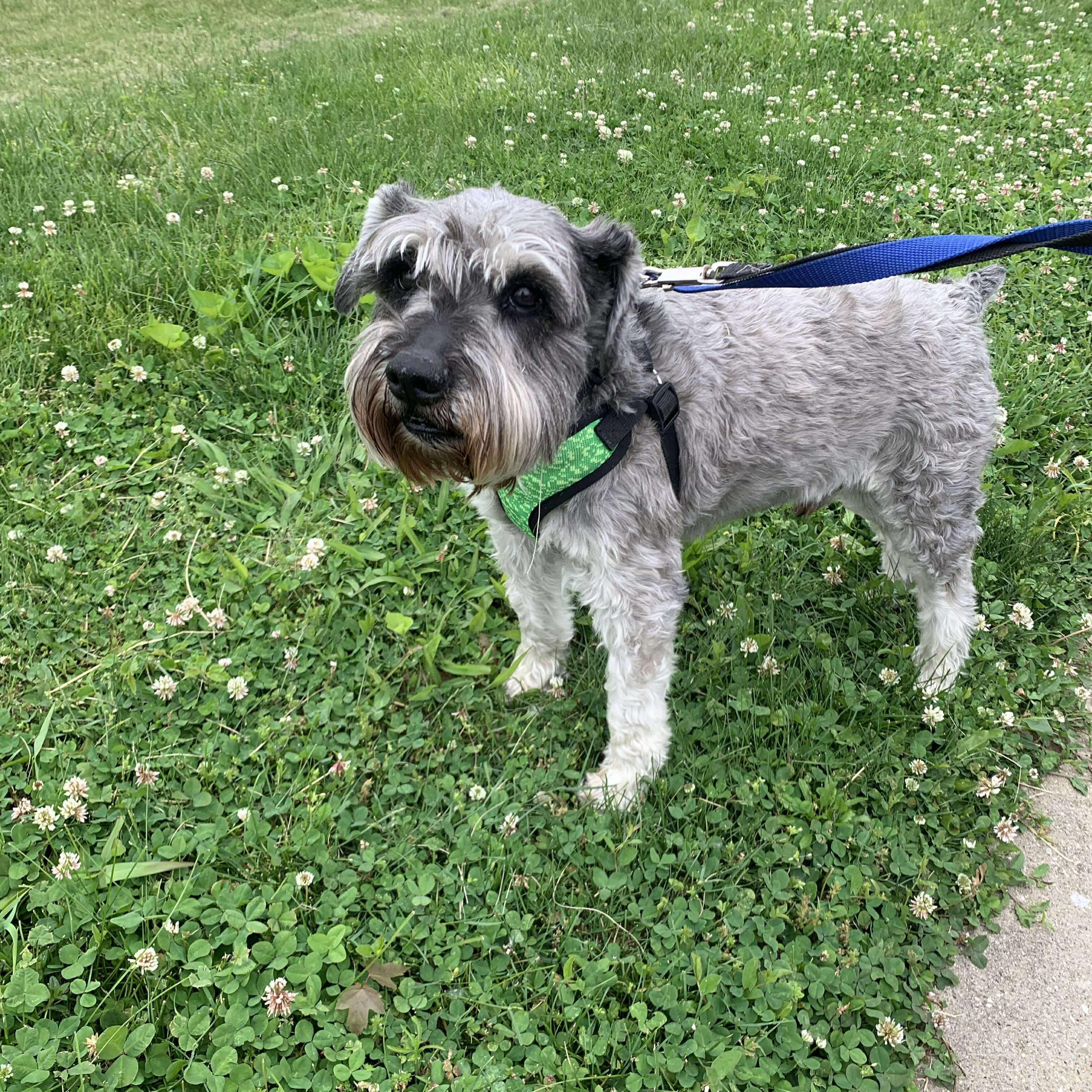 Enlarge Silas - Sponsor me, a Adoptable Miniature Schnauzer in Homer Glen, IL image 5/5