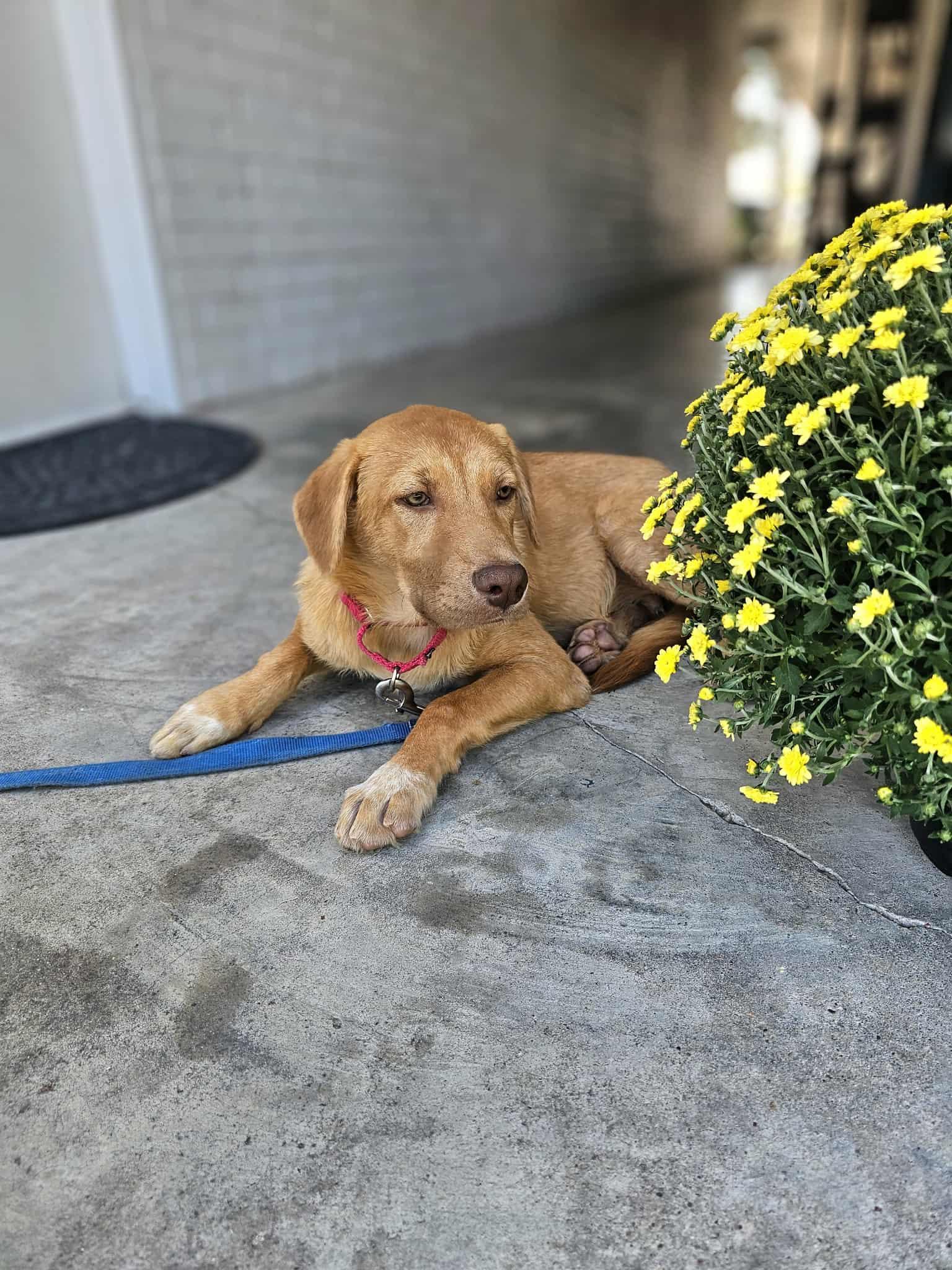 Jackee, Adopted, Puppy Male Black Labrador Retriever & Golden Retriever.
