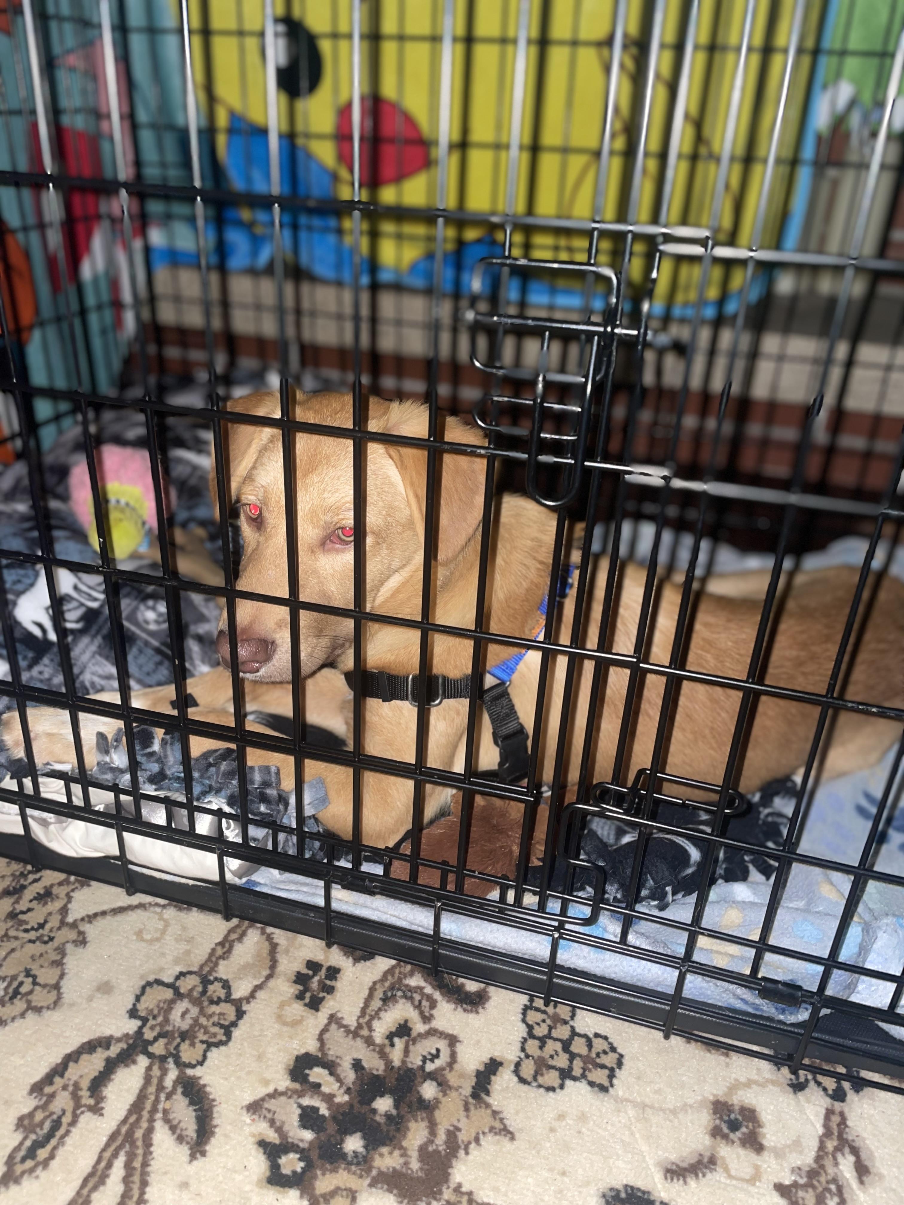 Enlarge Jackee, a Adopted mixed breed in COVINGTON, WA image 2/6