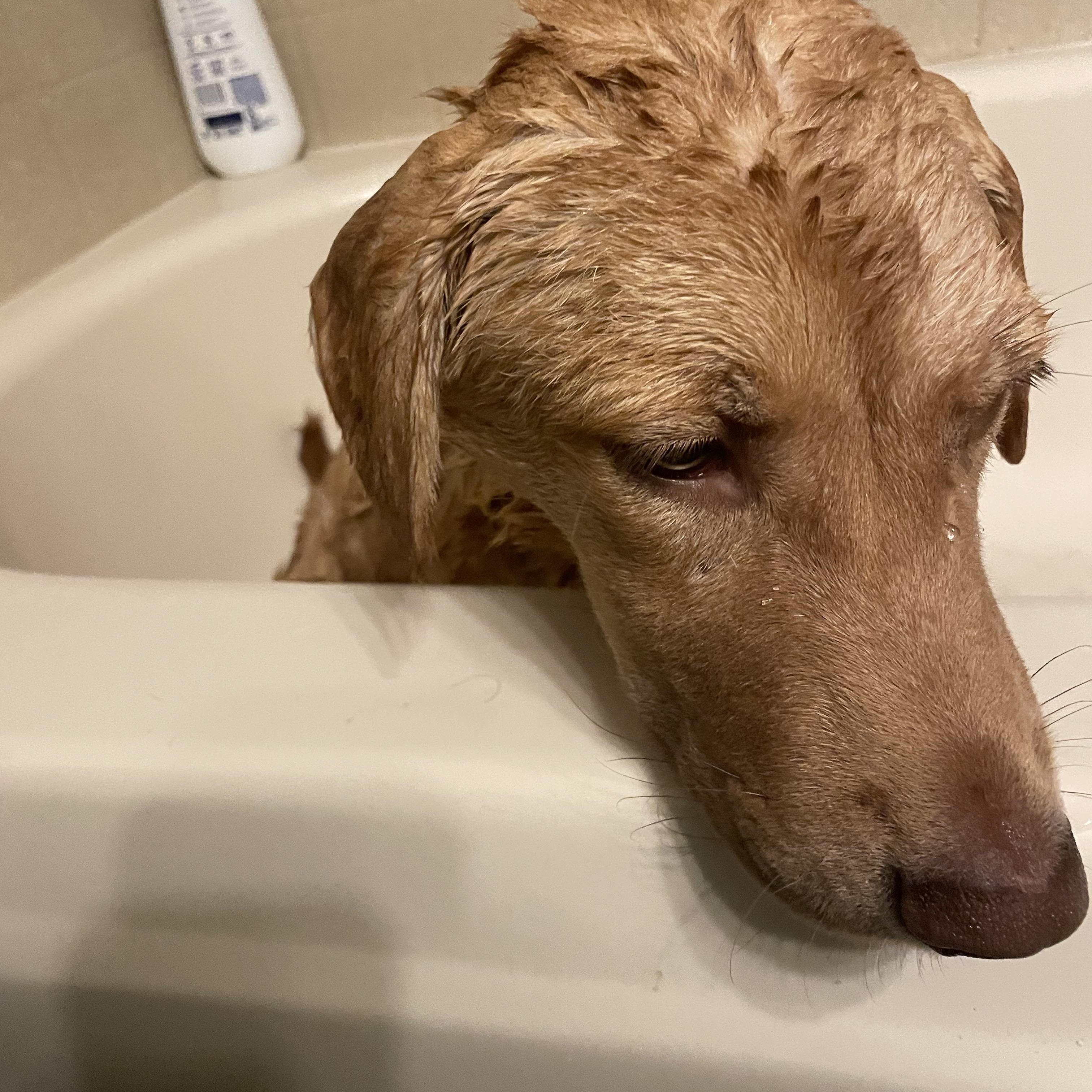 Enlarge Jackee, a Adopted mixed breed in COVINGTON, WA image 3/6