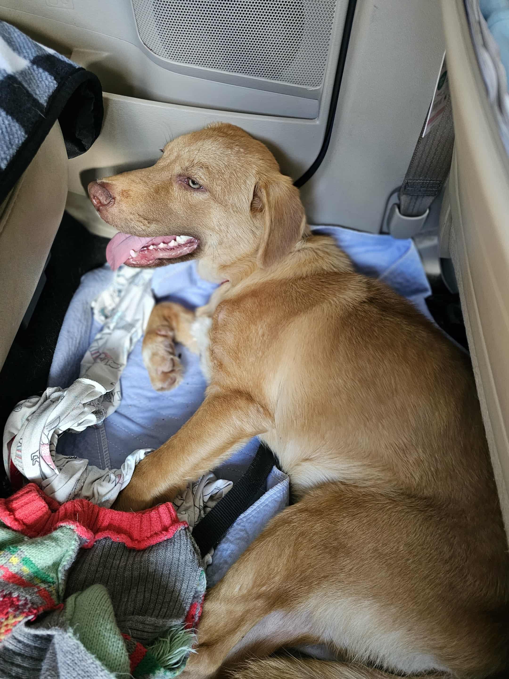 Enlarge Jackee, a Adopted mixed breed in COVINGTON, WA image 4/6