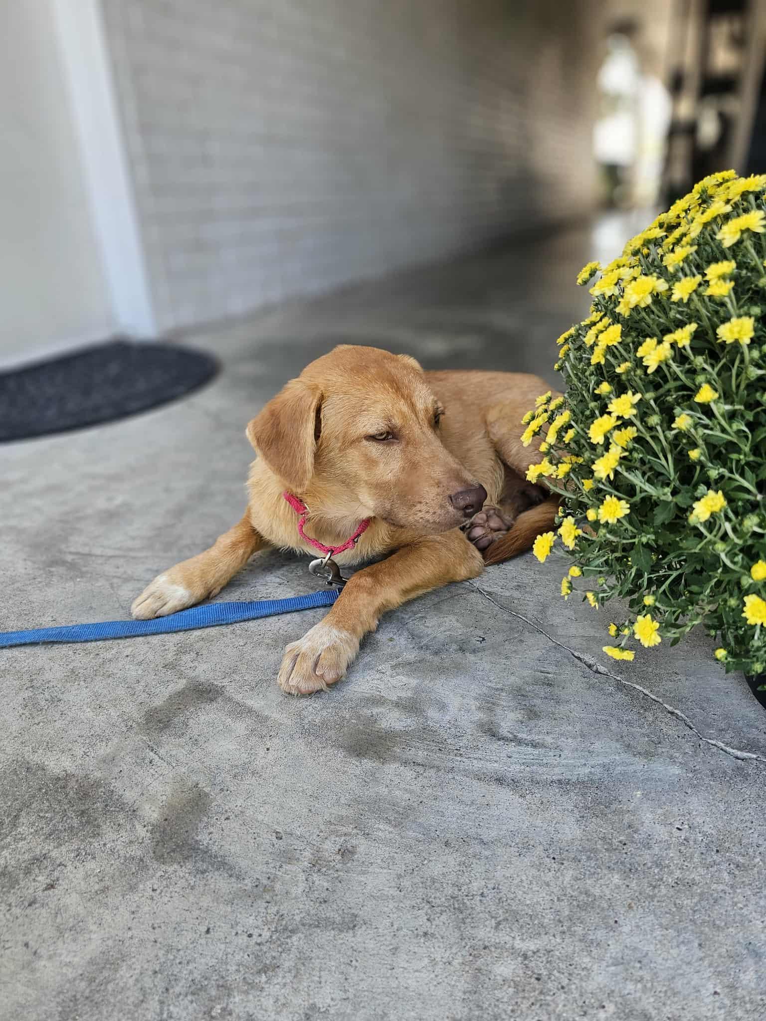 Enlarge Jackee, a Adopted mixed breed in COVINGTON, WA image 5/6