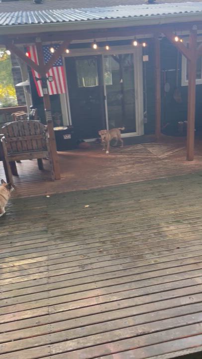 Enlarge Jackee, a Adopted mixed breed in COVINGTON, WA video 6/6