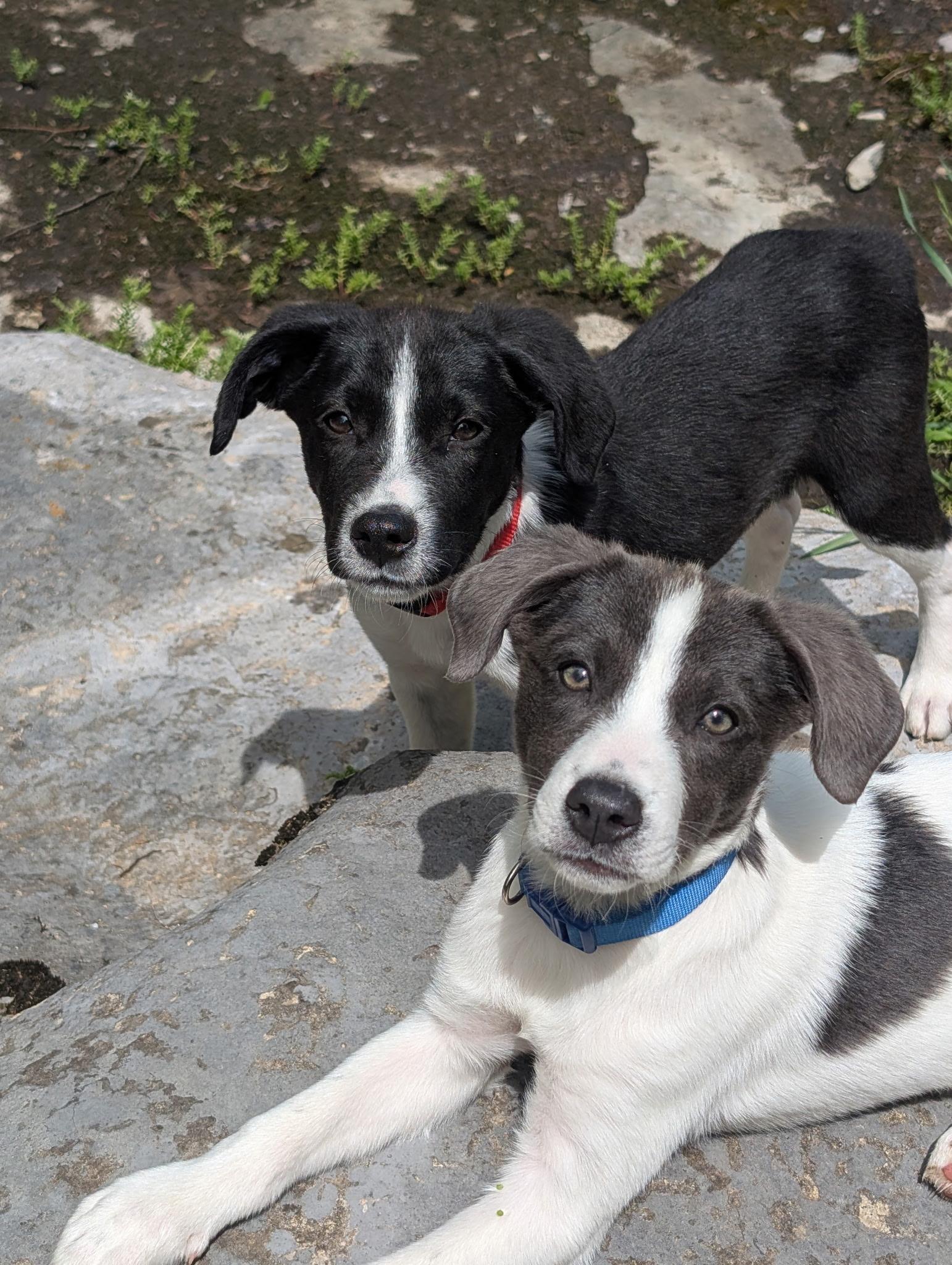 Clover Jr. aka CJ (Spring Litter) - Adoptable Pet | Petfinder 