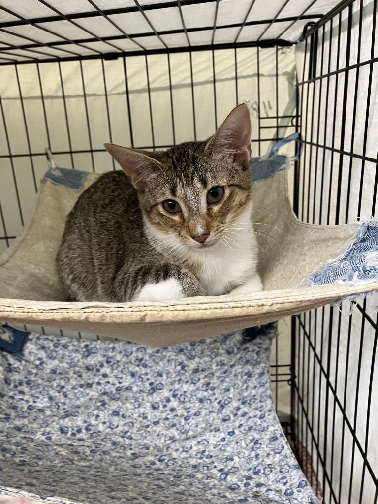 Bradford 3 (Amber), Adoptable, Kitten Female Domestic Short Hair.