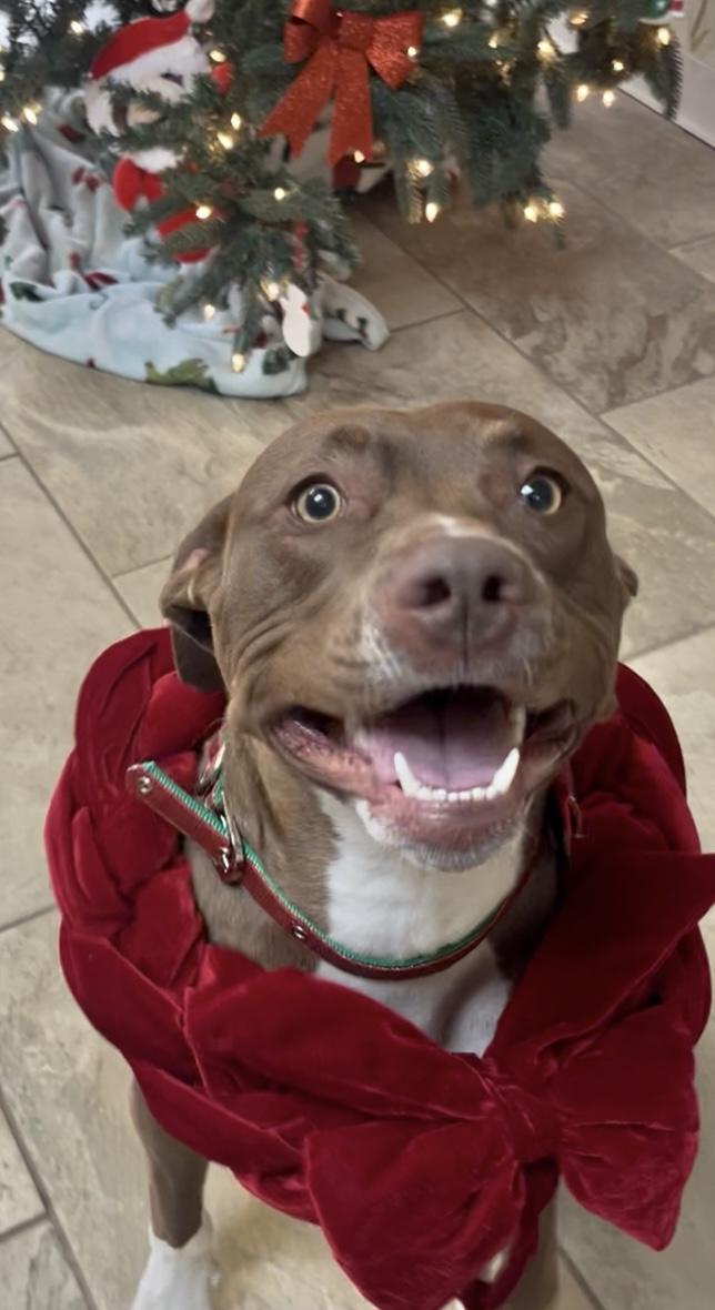 Mookie, Adoptable, Adult Male American Staffordshire Terrier.