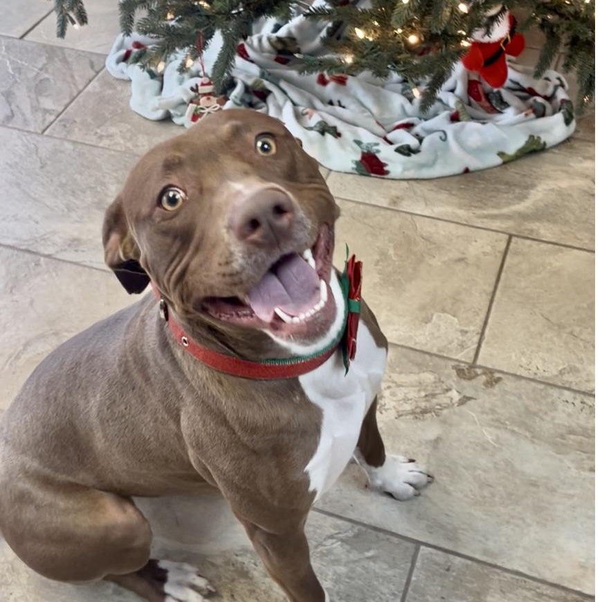 Mookie, Adoptable, Adult Male American Staffordshire Terrier.