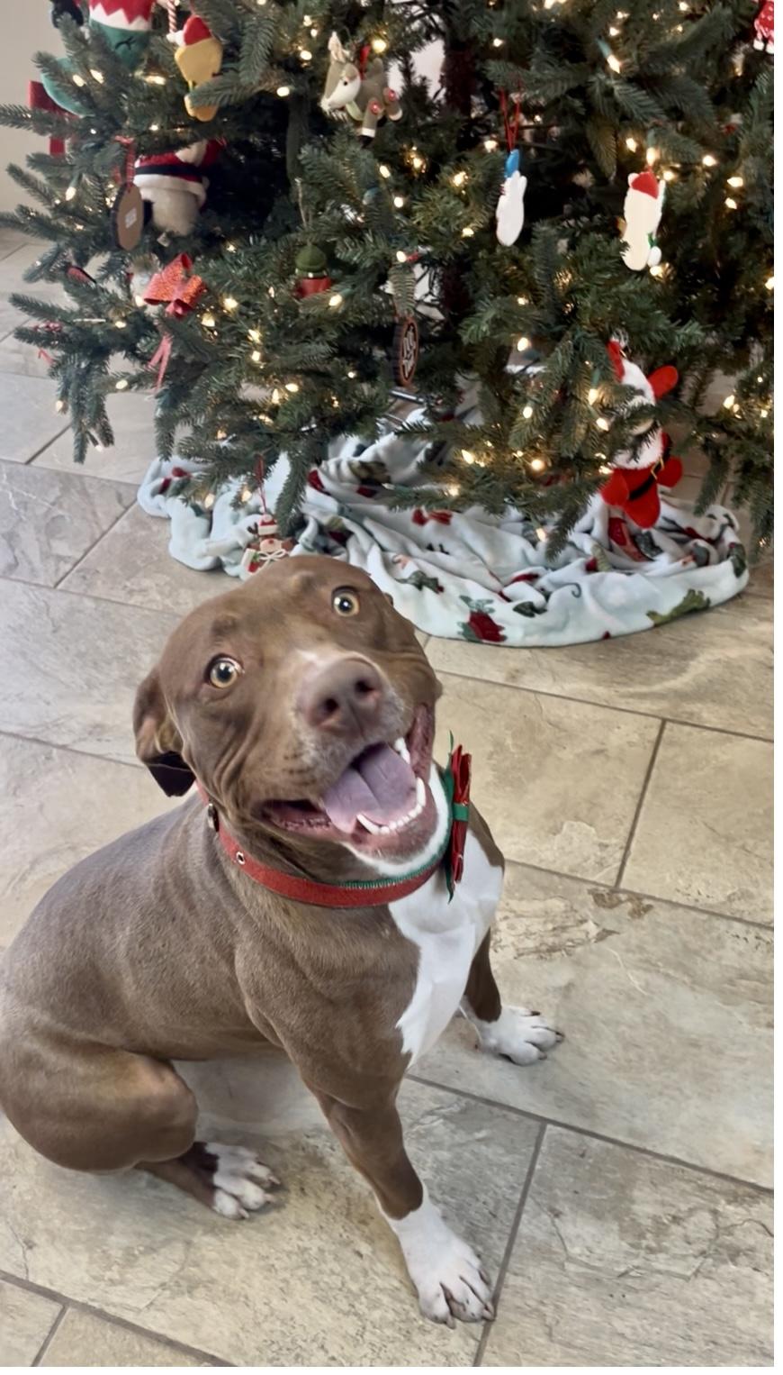 Enlarge Mookie, a Adoptable mixed breed in Fairfax, VA image 2/2