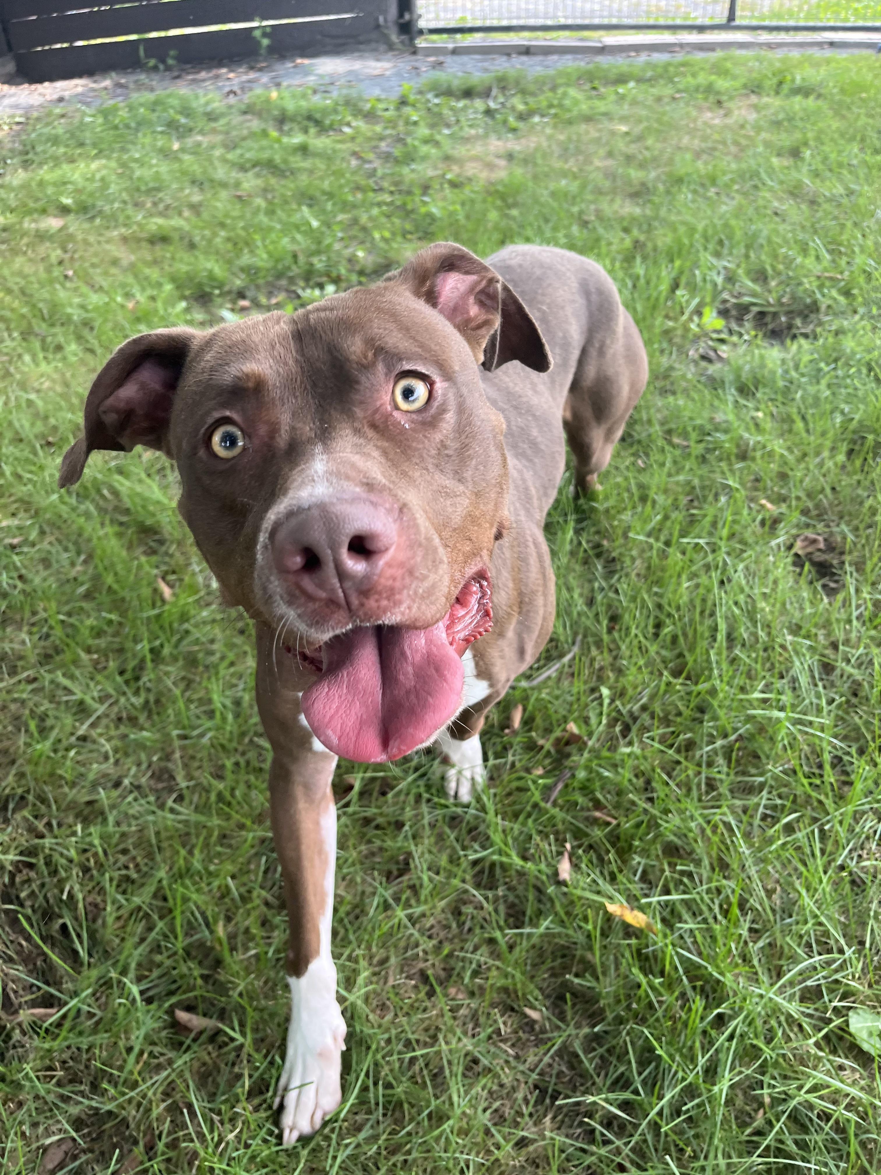 Mookie, a Adoptable mixed breed in Fairfax, VA image 2/2