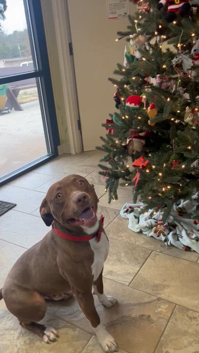 Enlarge Mookie, a Adoptable mixed breed in Fairfax, VA video 4/6