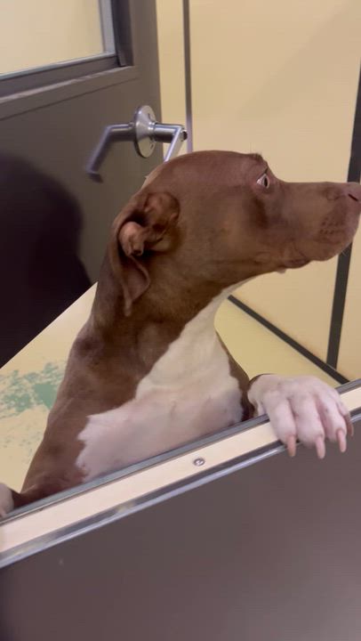 Enlarge Mookie, a Adoptable mixed breed in Fairfax, VA video 5/6