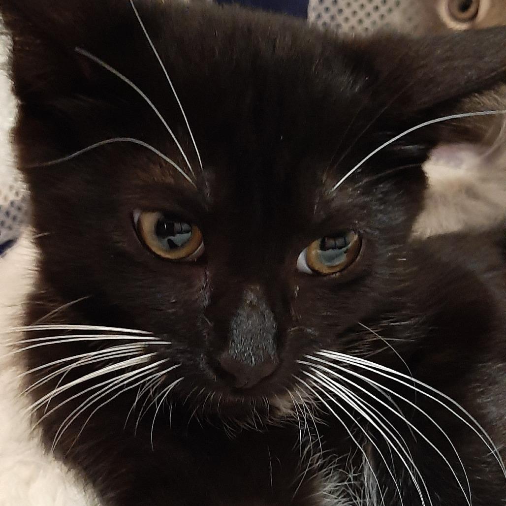 Truffle, Adoptable, Kitten Female Domestic Short Hair.