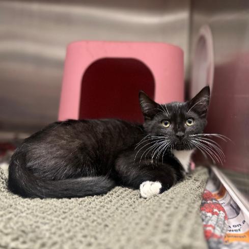 Enlarge Truffle, a Adoptable Domestic Short Hair in South Elgin, IL image 2/2
