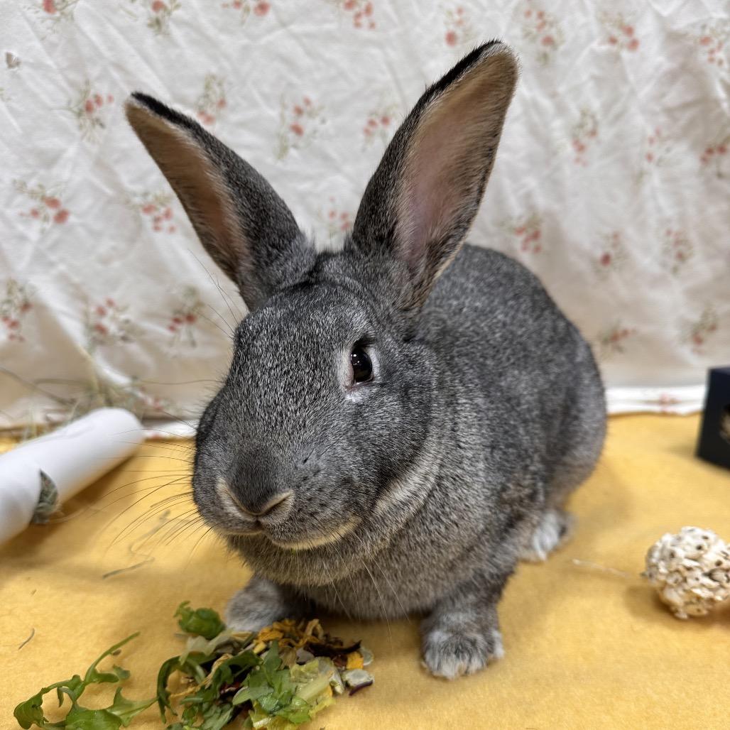 Ivysaur, a Adoptable Bunny Rabbit in Puslinch, ON image 1/6
