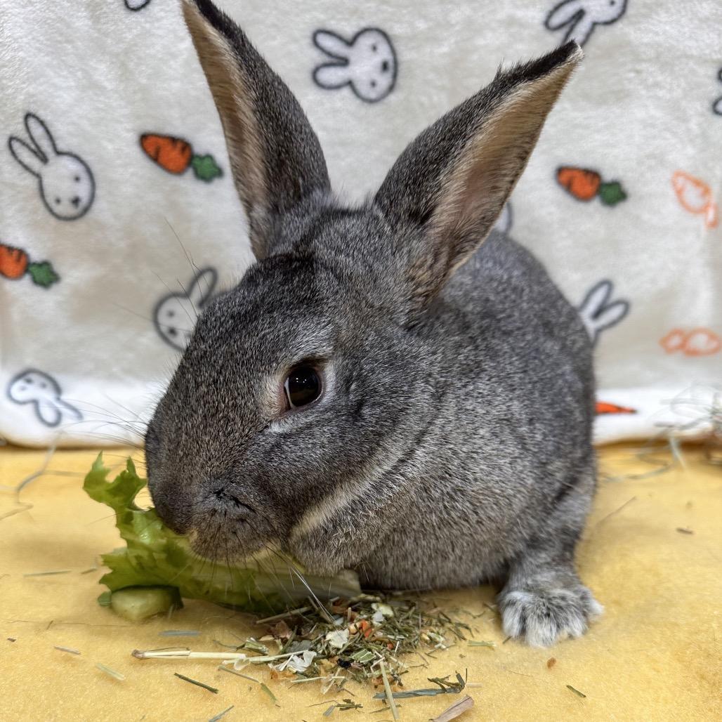 Ivysaur, a Adoptable Bunny Rabbit in Puslinch, ON image 2/6