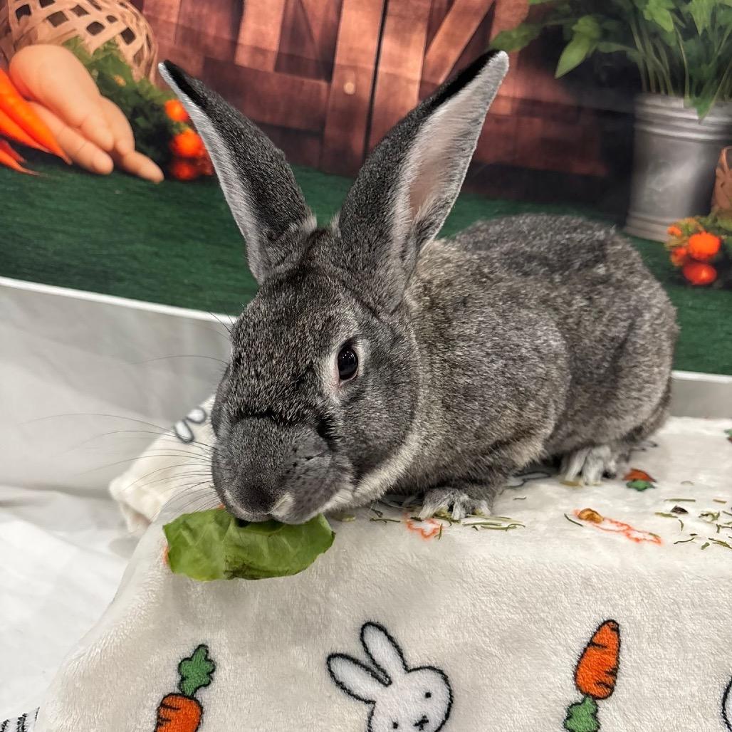 Enlarge Ivysaur, a Adoptable Bunny Rabbit in Puslinch, ON image 2/6
