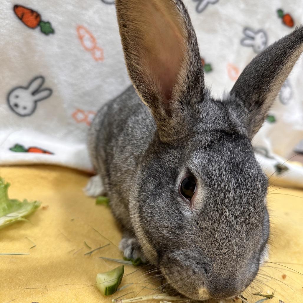 Ivysaur, a Adoptable Bunny Rabbit in Puslinch, ON image 3/6