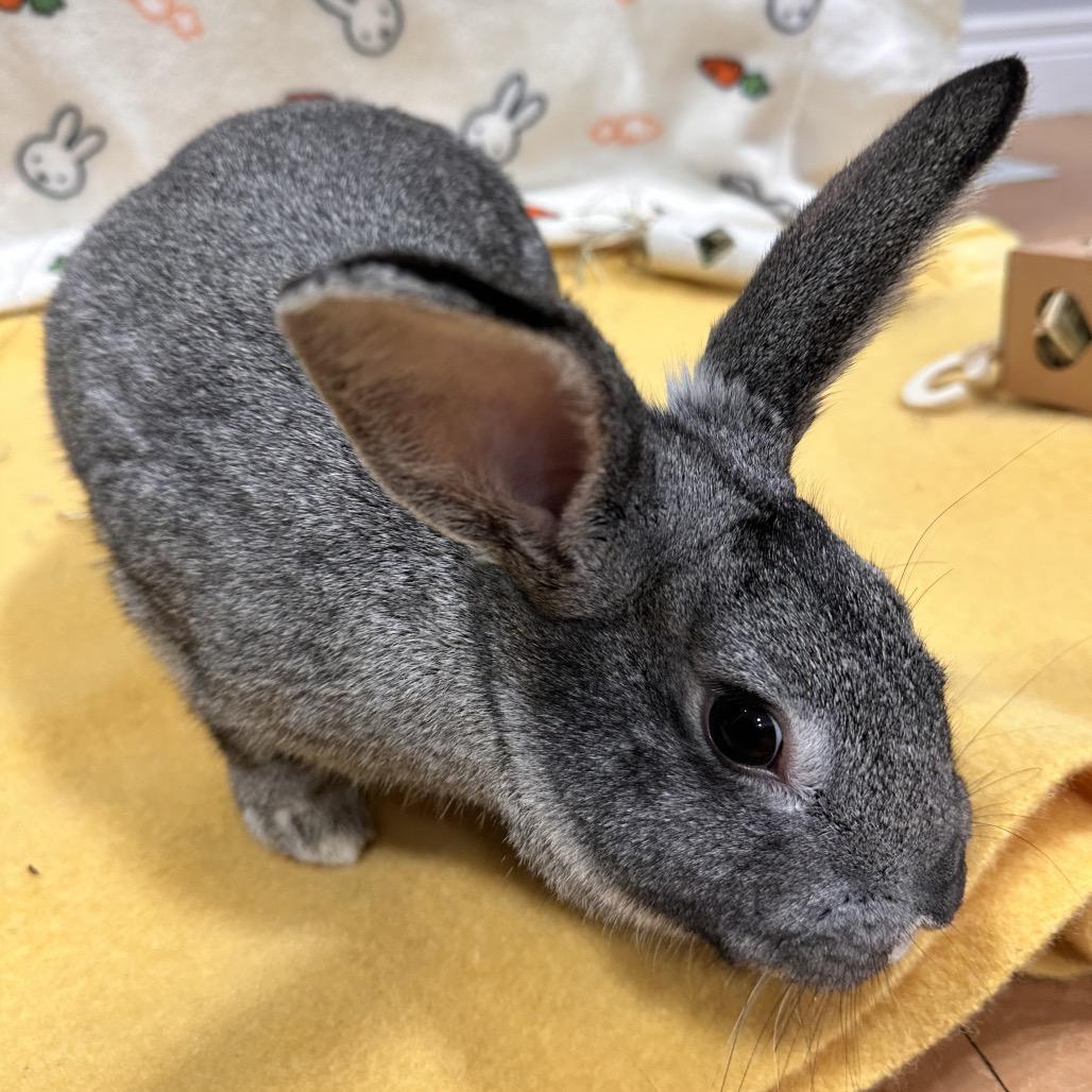 Ivysaur, a Adoptable Bunny Rabbit in Puslinch, ON image 4/6