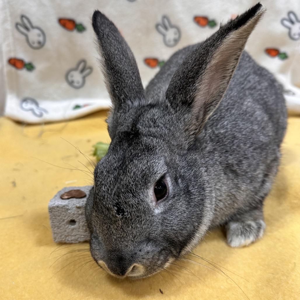 Ivysaur, a Adoptable Bunny Rabbit in Puslinch, ON image 5/6