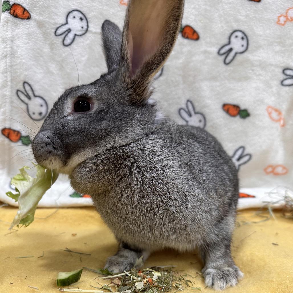 Ivysaur, a Adoptable Bunny Rabbit in Puslinch, ON image 6/6