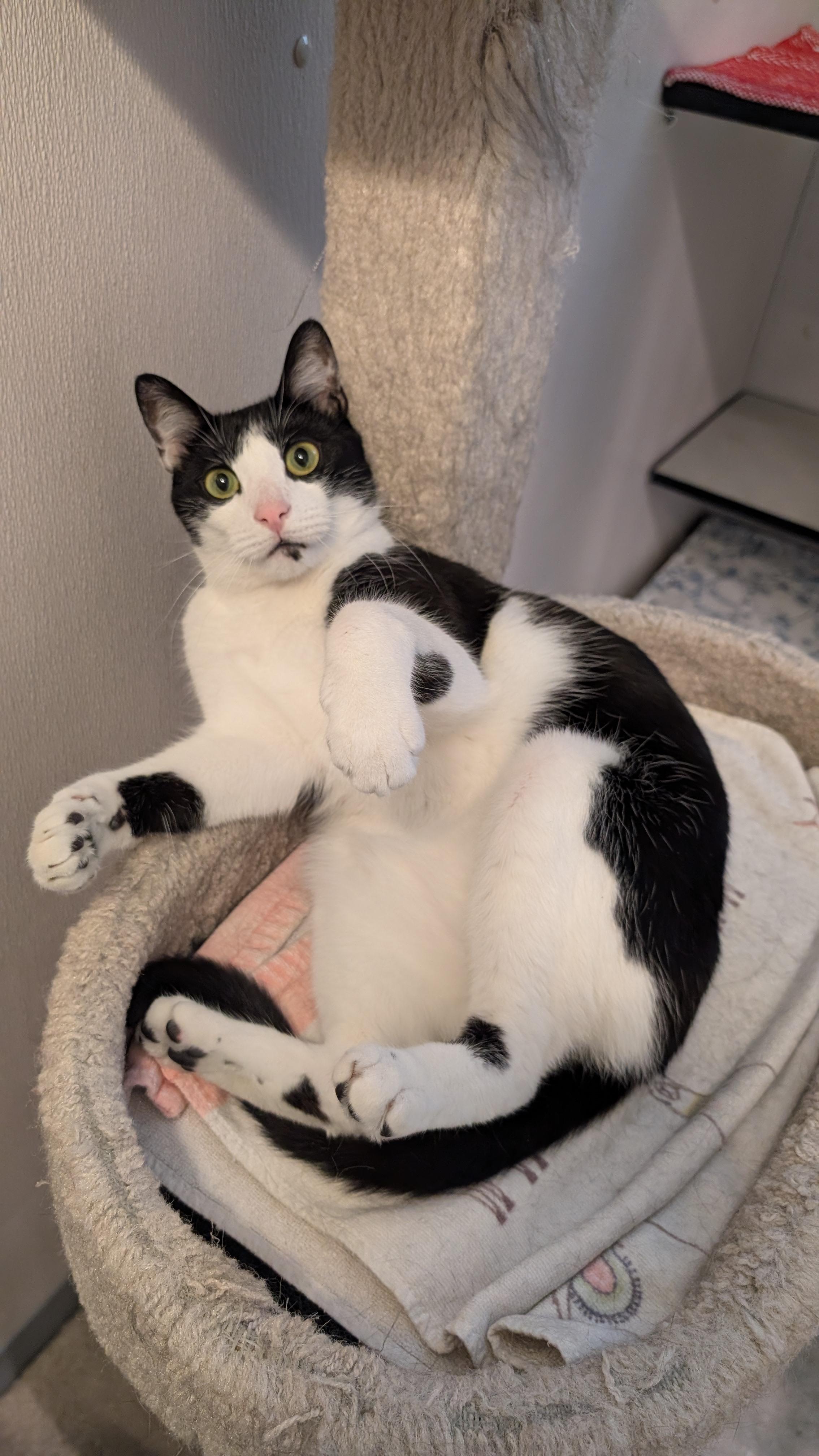 Enlarge Pigpen, a ADOPTABLE Domestic Short Hair in Stamford, CT image 5/6