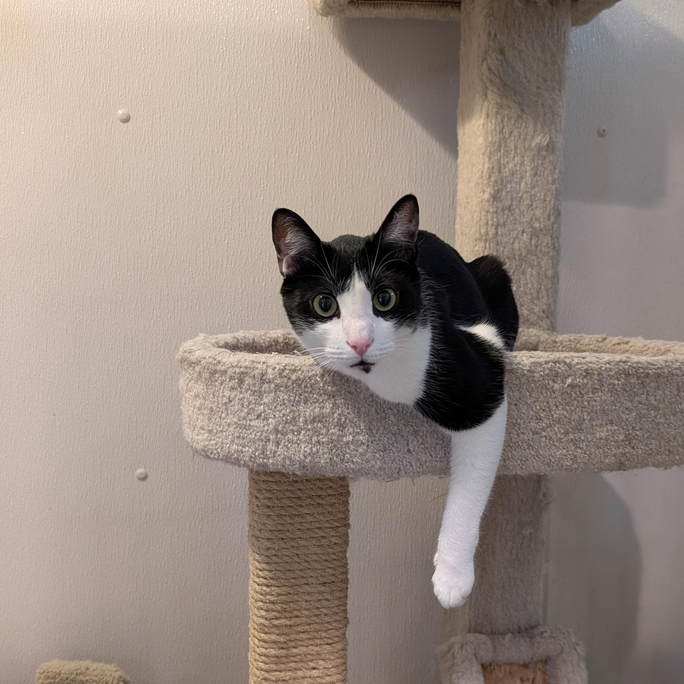 Enlarge Pigpen, a ADOPTABLE Domestic Short Hair in Stamford, CT image 6/6