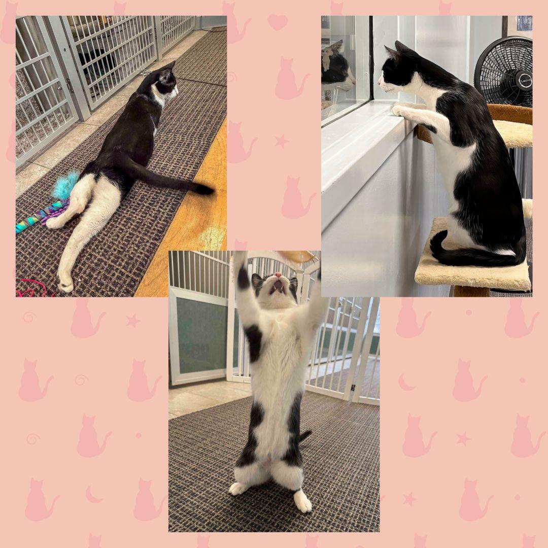 Enlarge Pigpen, a ADOPTABLE Domestic Short Hair in Stamford, CT image 3/6