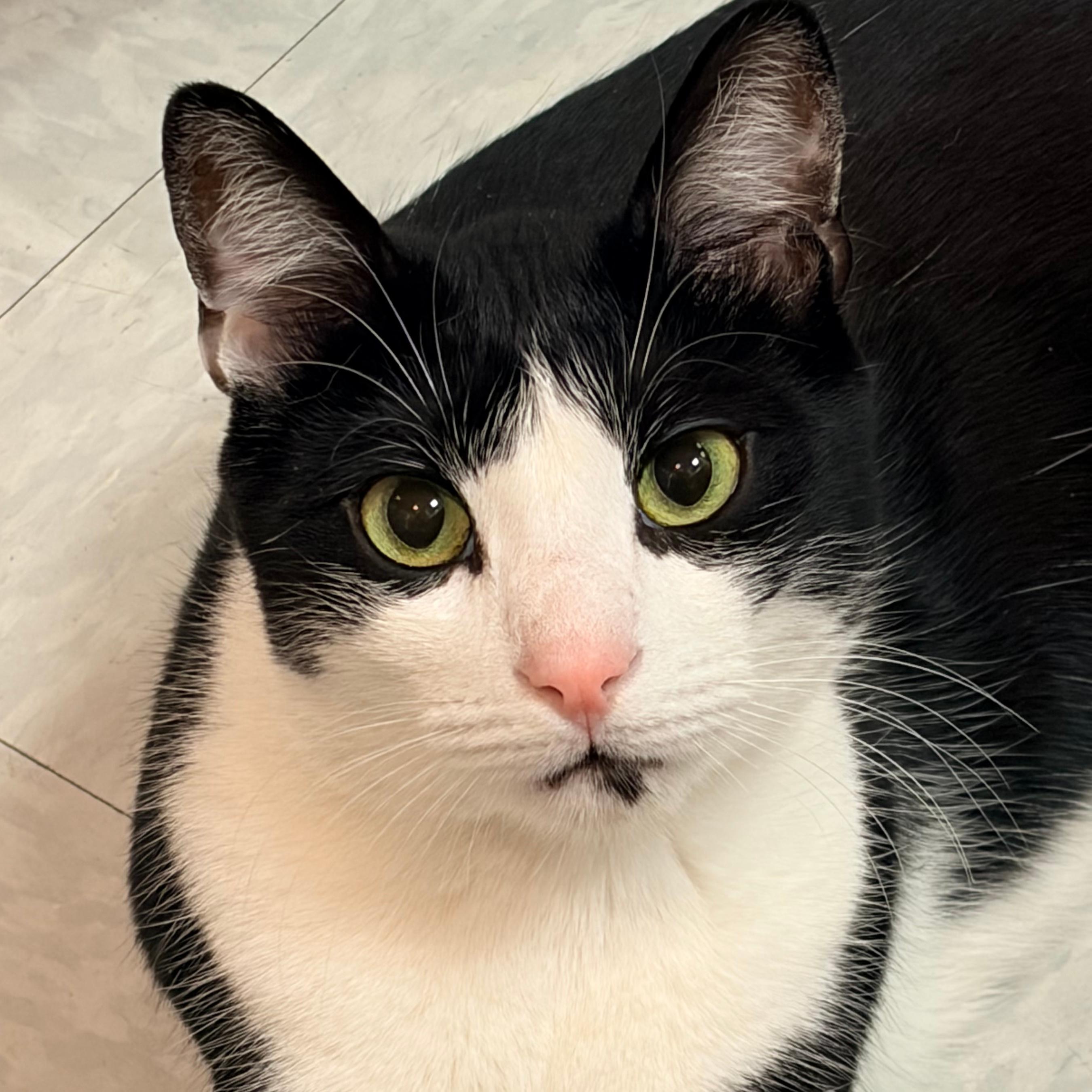 Pigpen, ADOPTABLE, Young Male Domestic Short Hair.