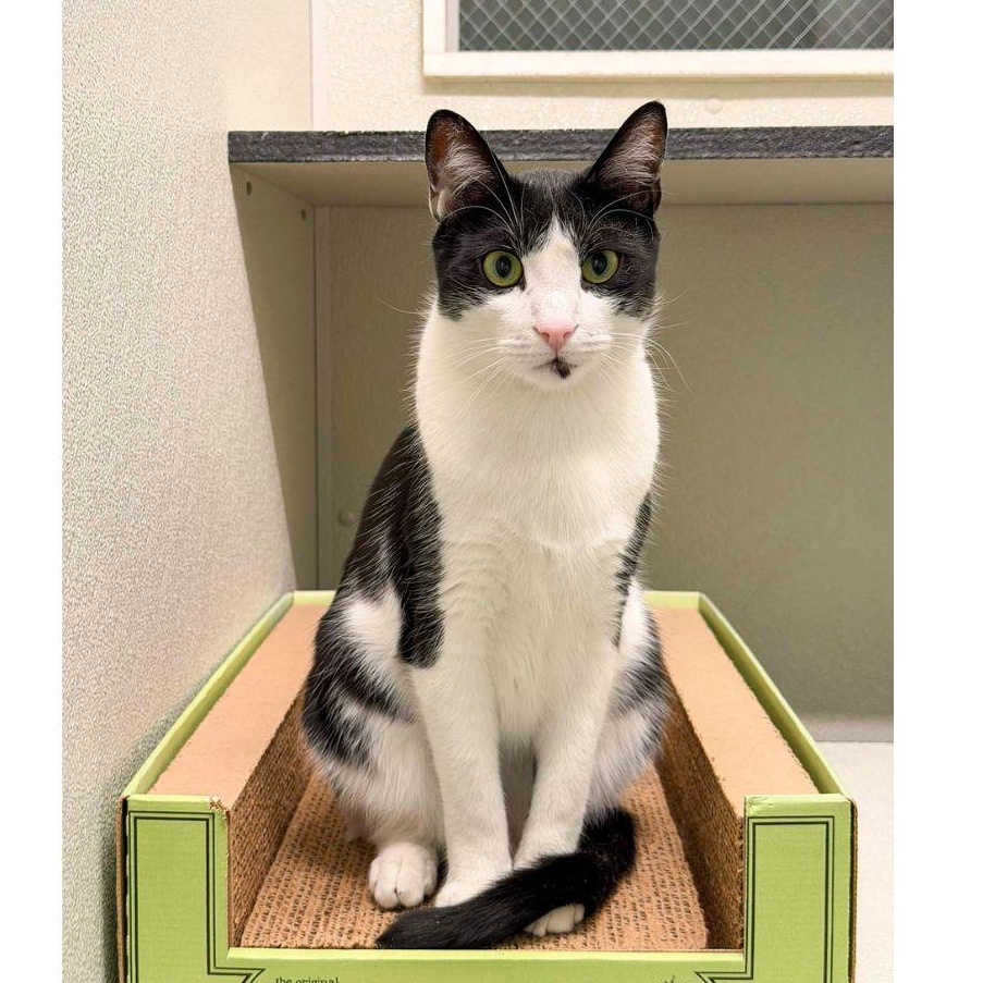 Enlarge Pigpen, a ADOPTABLE Domestic Short Hair in Stamford, CT image 2/6