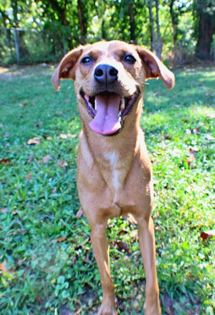 Sophie, Adoptable, Adult Female Brittany Spaniel & Mixed Breed.