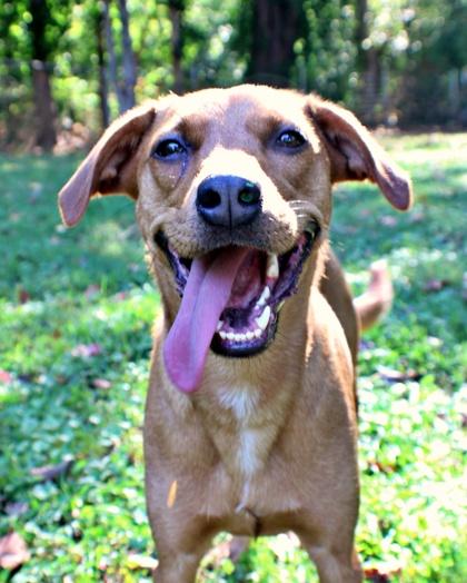 Enlarge Sophie, a Adoptable mixed breed in Morton Grove, IL image 2/2