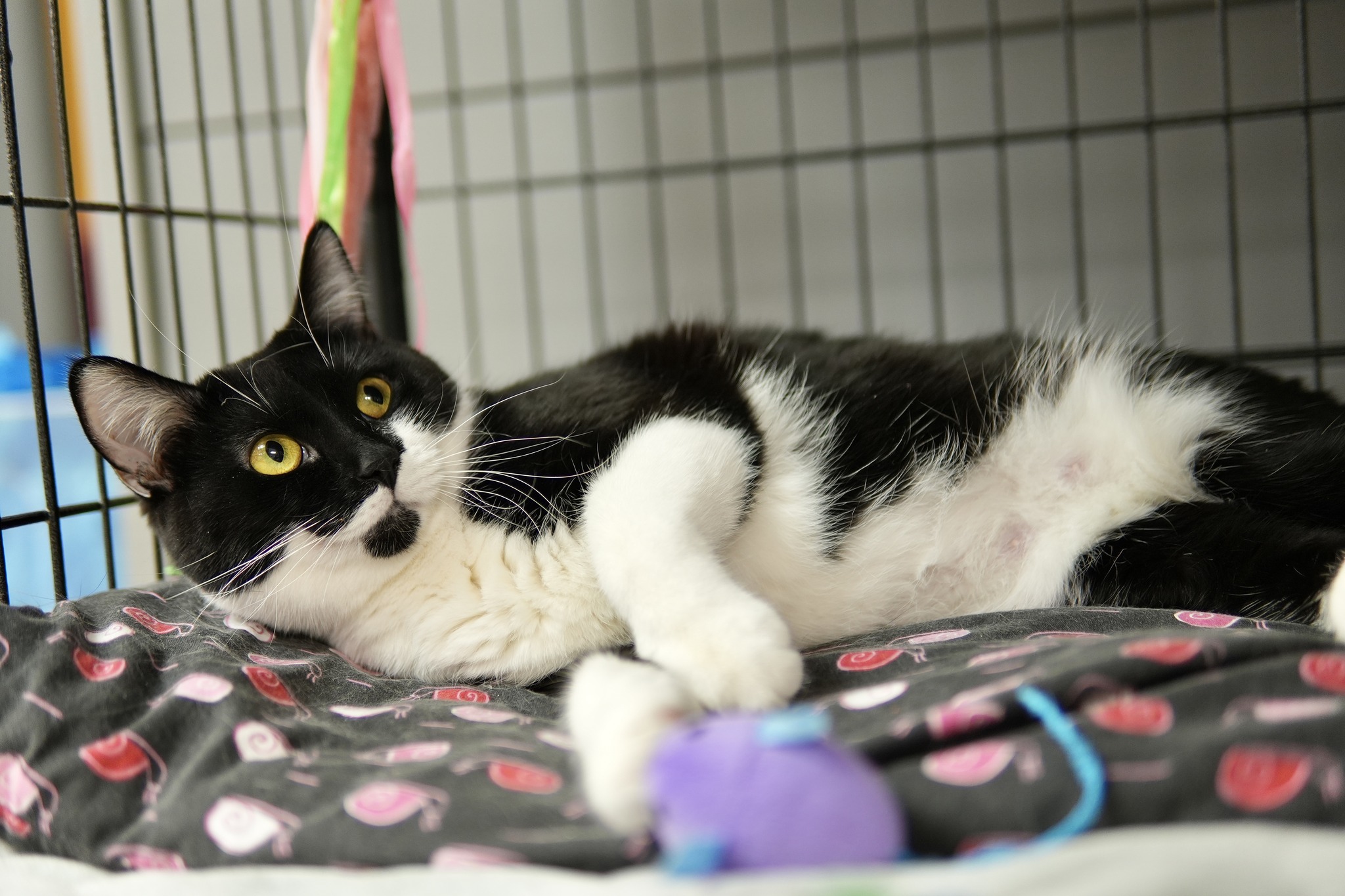 Cookie, Adult Female Domestic Short Hair