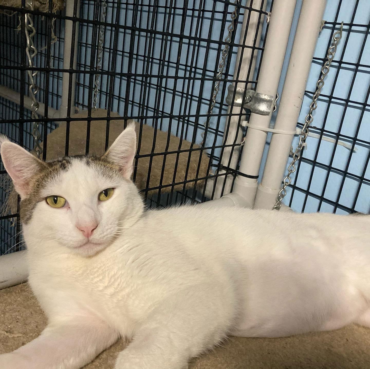 Ghost, Adoptable, Adult Male Domestic Short Hair.