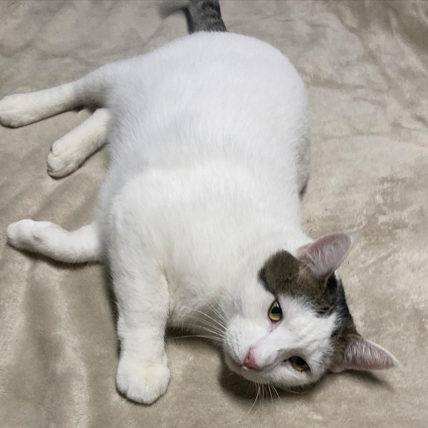 Enlarge Ghost, a Adoptable Domestic Short Hair in Los Alamitos, CA image 2/6