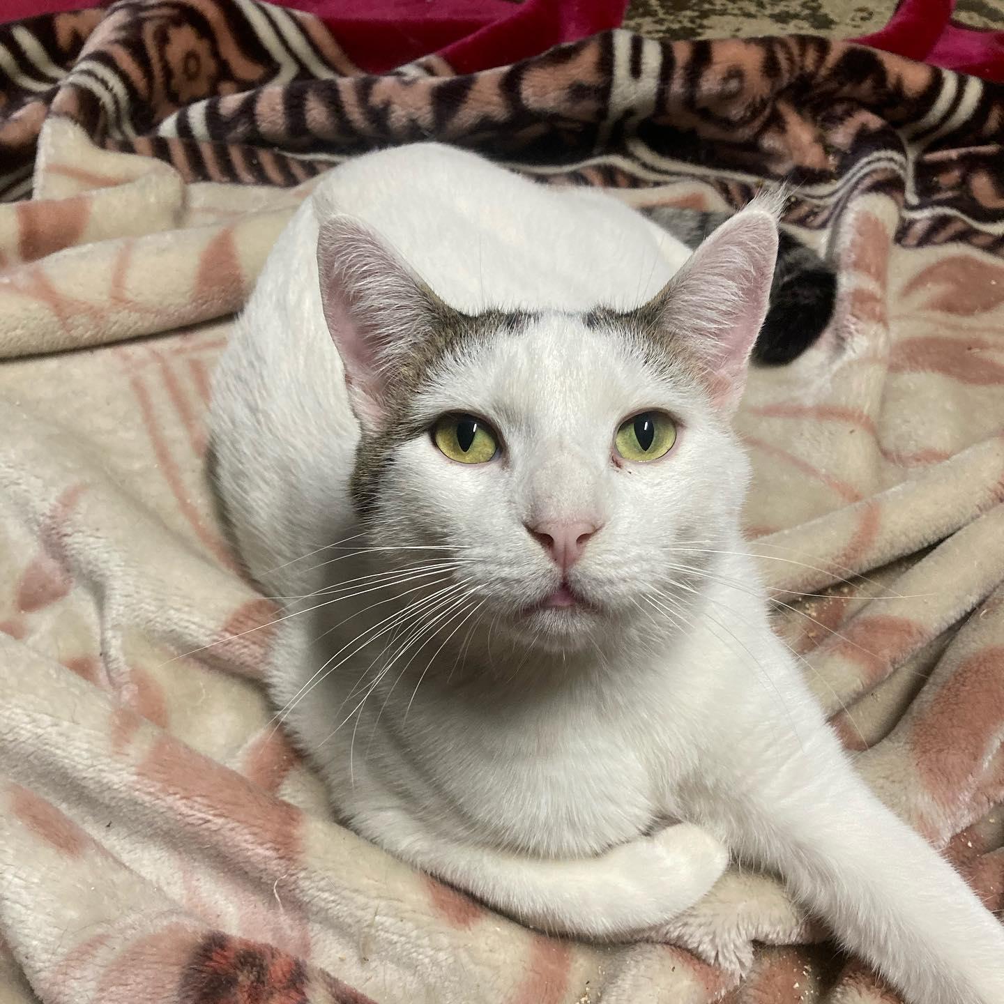 Enlarge Ghost, a Adoptable Domestic Short Hair in Los Alamitos, CA image 3/6