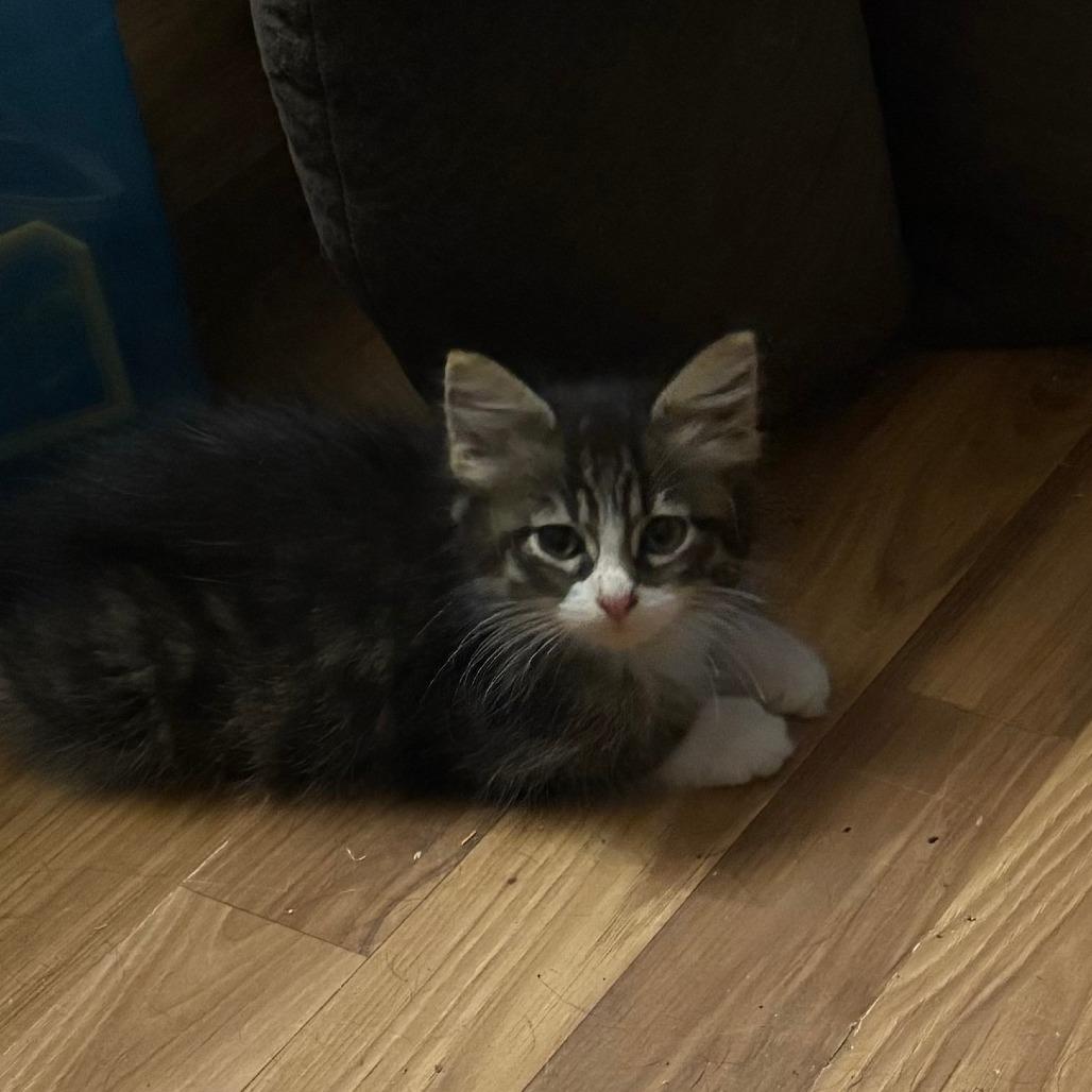 Enlarge Soda Pop, a Adoptable Domestic Medium Hair in Manhattan, KS image 1/2