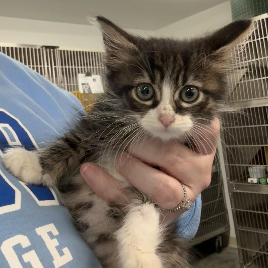 Enlarge Soda Pop, a Adoptable Domestic Medium Hair in Manhattan, KS image 2/2